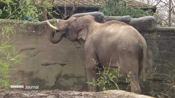 Ein Elefantenbulle im Tierpark Hagenbeck © Screenshot 