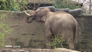 Ein Elefantenbulle im Tierpark Hagenbeck © Screenshot 