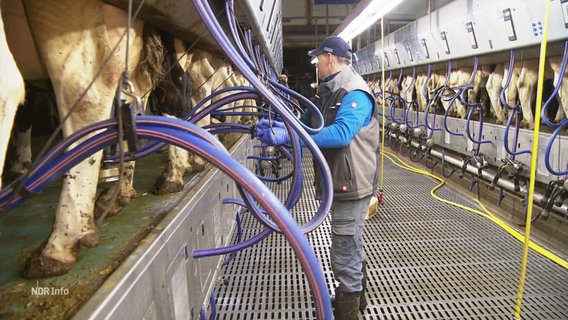 Milchbauer Matthias Steffens in seinem Stall mit Milchkühen. © Screenshot 