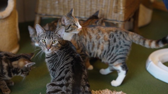 Fünf getigerte Katzen, eine schaut über die Schulter direkt in die Kamera. © Screenshot 