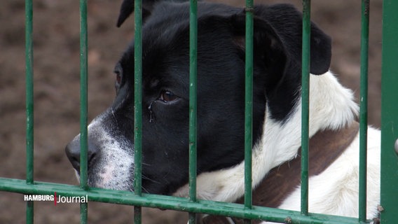 Ein Hund hinter einem Gitterzaun. © Screenshot 