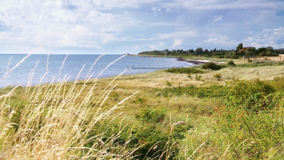 Wiesen an der Küste © Screenshot 