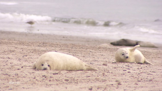 An einem Strand liegen zwei Kegelrobbenjunge mit hellem Fell. © Screenshot 