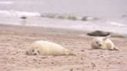 An einem Strand liegen zwei Kegelrobbenjunge mit hellem Fell. © Screenshot 