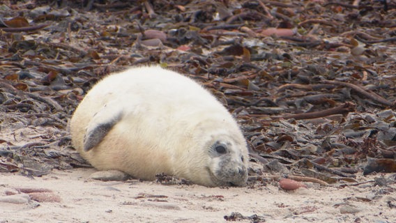 Eine Kegelrobbe liegt an einem Strandabschnitt. © Screenshot 