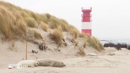 Kegelrobben am Strand von Helgoland. © Screenshot 