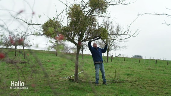 Hartwig Fischer schneidet eine Mistel von einem Baum. © Screenshot 