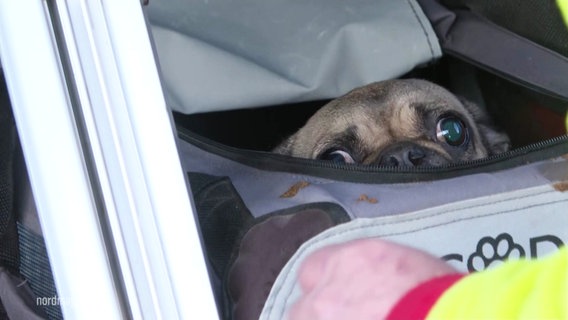 Ein verängstigter Hundewelpe schaut aus einer Tasche der Tierrettung. © Screenshot 