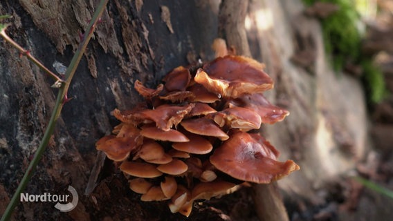 Ein großer Pilz an einem Baum. © Screenshot 