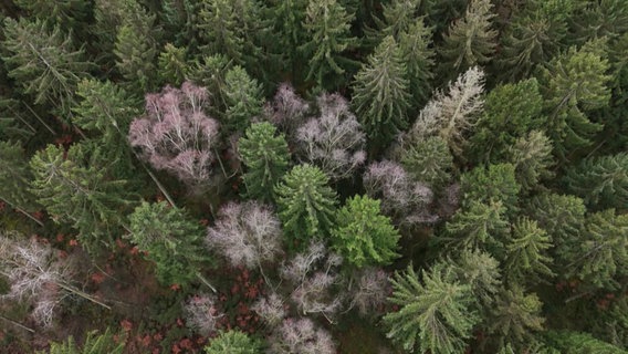 Blick aus der Luft auf einen Wald in Hamburg. © Screenshot 