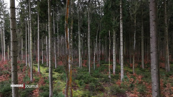 Bäume im Wald © Screenshot 