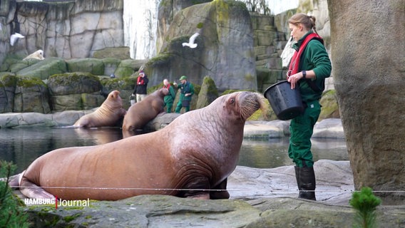 Tierpflegerin Isabelle Heinemann steht mit einem Futtereimer vor einem Walross im Außengehege. © Screenshot 