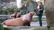 Tierpflegerin Isabelle Heinemann steht mit einem Futtereimer vor einem Walross im Außengehege. © Screenshot 