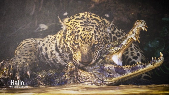 Ein Foto von Ian Ford der Ausstellung "Wildlife Photographer of the Year 2024" zeigt wie ein Jaguar einen Kaiman angreift. © Screenshot 