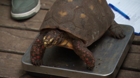 Eine Schildkröte steht auf einer Waage. © Screenshot 