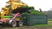 Zwei Landwirte bei der Grünkohlernte. © Screenshot 