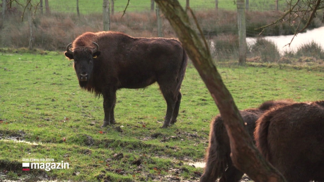 Wisent-Aufzucht in Schleswig-Holstein