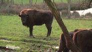 Ein Wisent auf einer Wiese. © Screenshot 