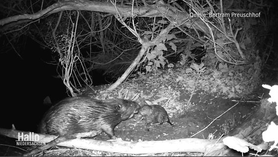 Schwarz-weiß Bilder einer Nachtsichtkamera: Ein ausgewachsener Biber mit Nachwuchs an einer Böschung. (Quelle: Bertram Preuschhof). © Screenshot 