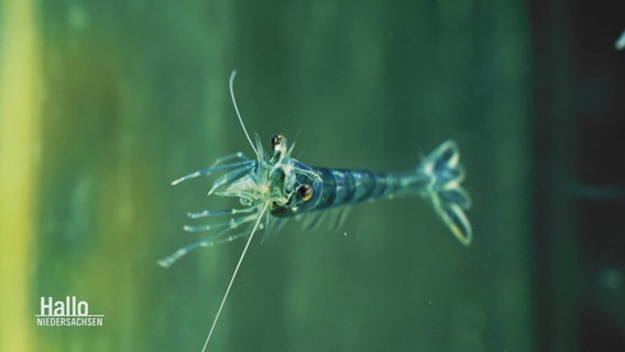 Nahaufnahme einer noch nicht ausgewachsenen Garnele im Wasser. © Screenshot 