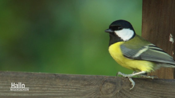 Ein Vogel. © Screenshot 