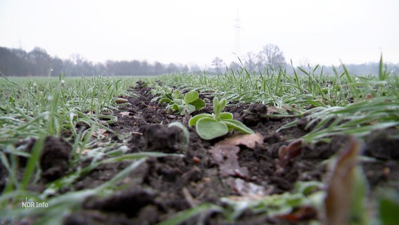 Ein bewachsenes Feld. © Screenshot 