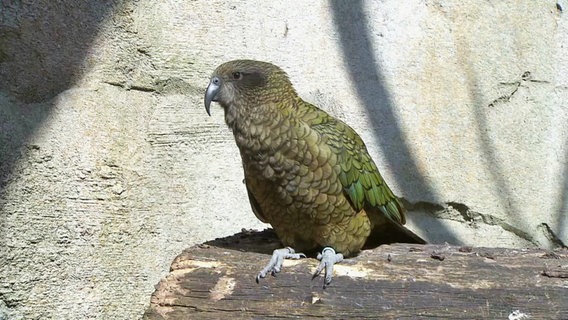 Ein Kea sitzt in der Sonne. © Screenshot 