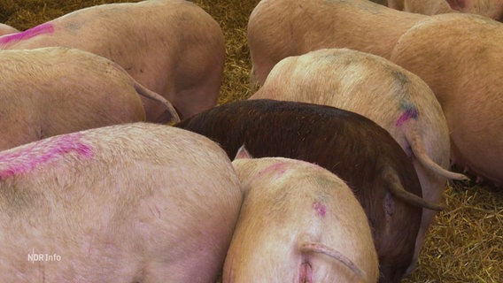 Schweine stehen in einem Stall. © Screenshot 