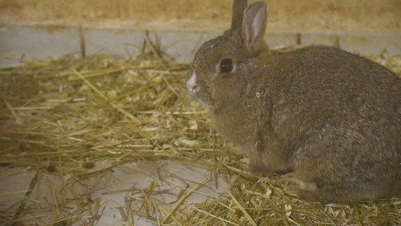 Ein Hase sitzt in einem Stall. © Screenshot 