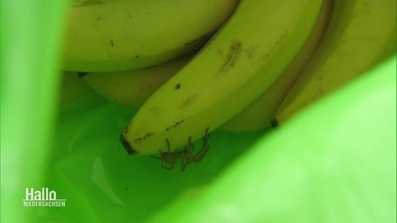 Eine kleinere Spinne krabbelt an einer Banane entlang in einer Plastiktüte. © Screenshot 