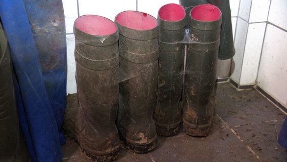 Zwei Paare Gummistiefel mit Spinnenweben daran stehen in einem Stall. © Screenshot 