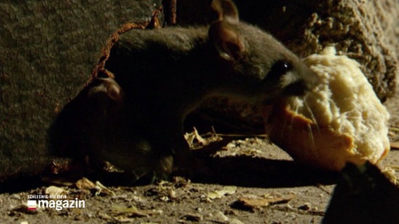 Eine Ratte knabbert an einem Stück Brötchen. © Screenshot 