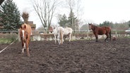 Mehrere Pferde stehen auf einer Koppel in Redefin bei Hagenow. © Screenshot 