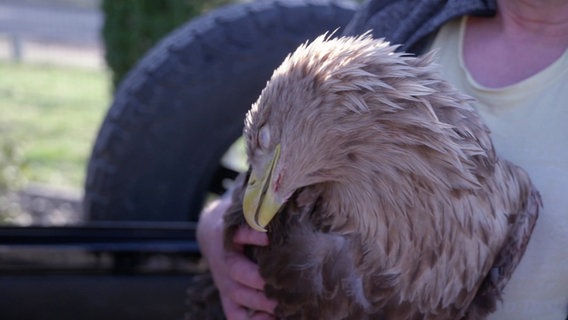 Ein Mann trägt einen kranken Seeadler auf dem Arm. © Screenshot 