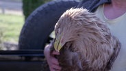 Ein Mann trägt einen kranken Seeadler auf dem Arm. © Screenshot 