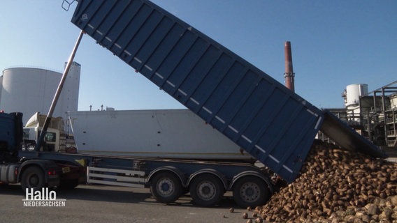 Ein Lkw kippt Rüben auf einen Haufen. © Screenshot 