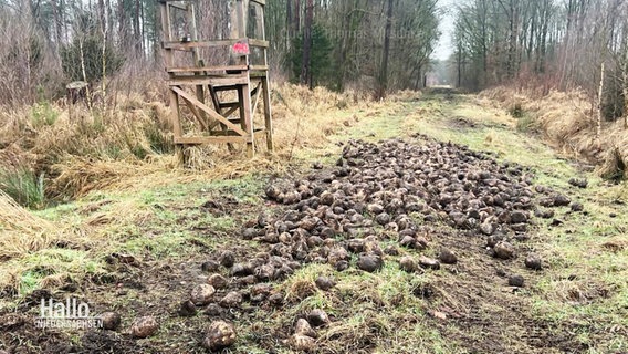 Auf einem Waldweg liegen zahlreiche Zuckerrüben. © Screenshot 