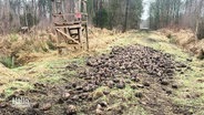 Auf einem Waldweg liegen zahlreiche Zuckerrüben. © Screenshot 