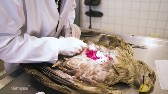 Ein Wissenschaftler des Leibnizinstituts für Zoo- und Wildtierforschung in Berlin obuziert einen Seeadler. © Screenshot 