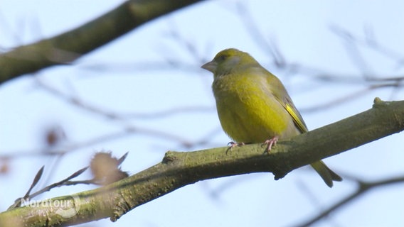 Ein Vogel sitzt auf dem Ast eines Baumes. © Screenshot 