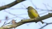 Ein Vogel sitzt auf dem Ast eines Baumes. © Screenshot 