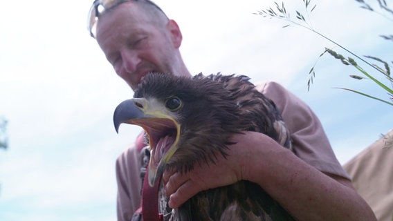 Ein Mann hält einen jungen Seeadler im Arm. © Screenshot 