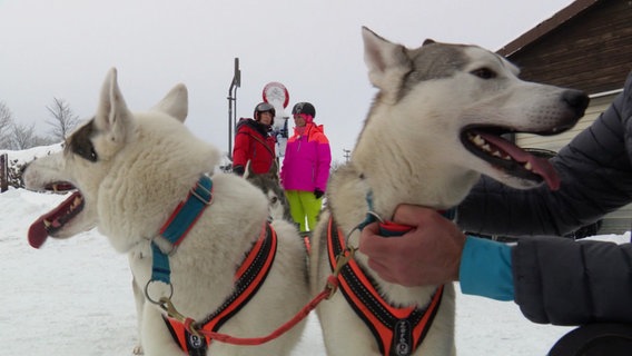 Zwei Huskys stehen nebebneinandetr, dahinter zwei Frauen mit Helm und Schneeanzug. © Screenshot 