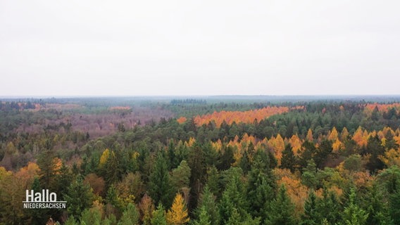 Blick über die Baumwipfel eines größeren Nadelbaumwalds. © Screenshot 