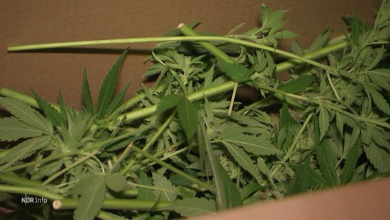 Frisch geerntetes Cannabis. © Screenshot 