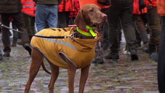 Ein Jagdhund bei der Demonstration der Landesjägerschaft Niedersachsen. © Screenshot 