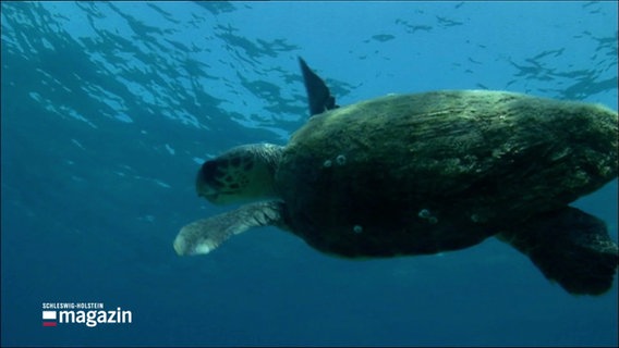 Eine schwimmende Schildkröte unter Wasser. © Screenshot 