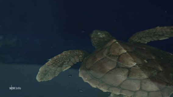 Eine schwimmende Schildkröte im Wasser. © Screenshot 