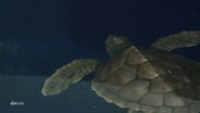 Eine schwimmende Schildkröte im Wasser. © Screenshot 