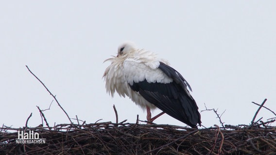 Ein Storch steht in seinem Nest, den Schnabel hat er in seinem Gefieder versteckt. © Screenshot 